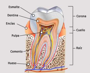 Anatomia de un diente