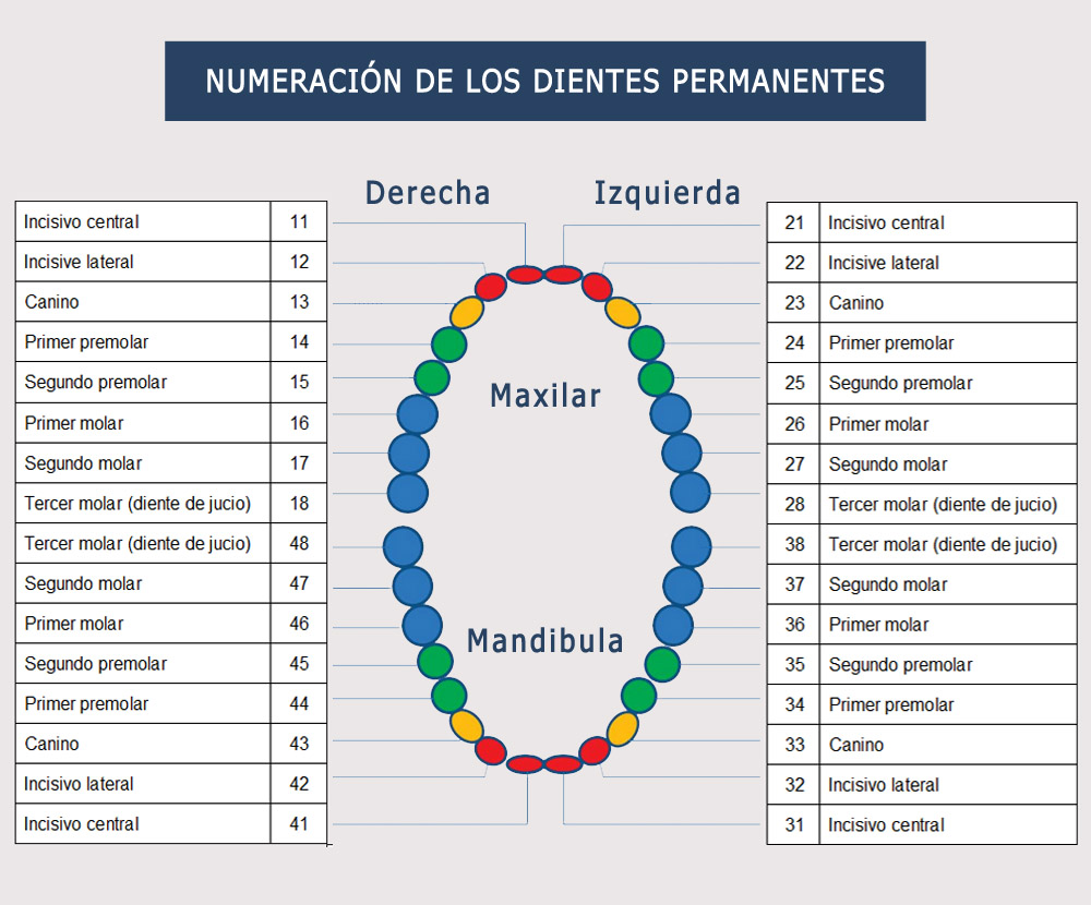 Numeracion de dientes