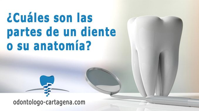 partes-diente Cuáles son las partes de un diente